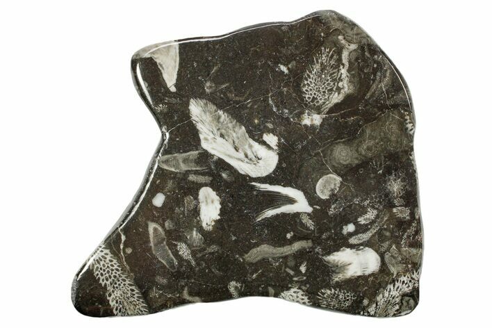 Polished Devonian Fossil Coral and Bryozoan Plate - Morocco #365142